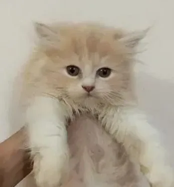 Male Kitten