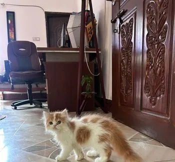 Kitten Male