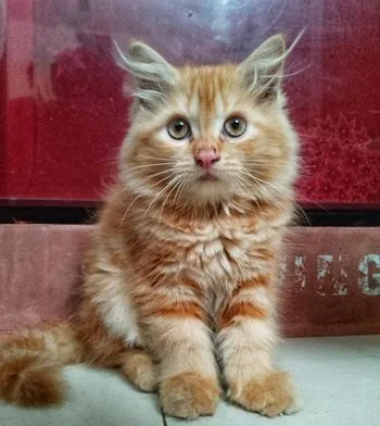 Traditional Persian Kitten