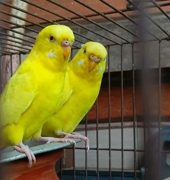 বাজরিগার