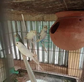 বাজিগার পাখি