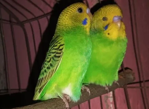 বাজিগার পাখি