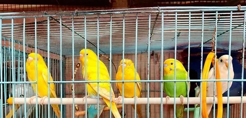 বারজিগার পাখি