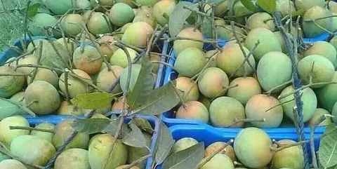 হাড়িভাঙ্গা আম