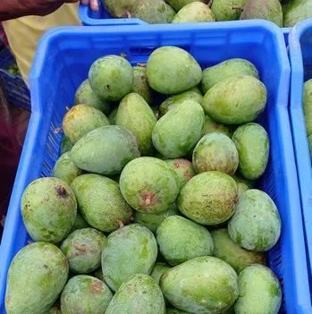 রাজশাহীর আম