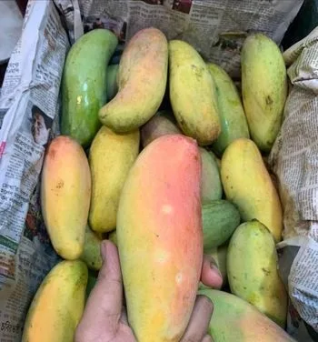 রাজশাহীর মেডিসিন মুক্ত আম