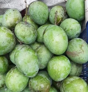 রাজশাহীর ক্ষীরসাপাত আম