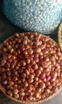 পেঁয়াজ রসুন