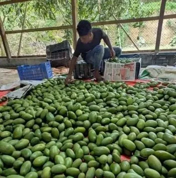 রুপালি আম