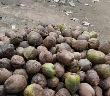 পাইকারি নারিকেল