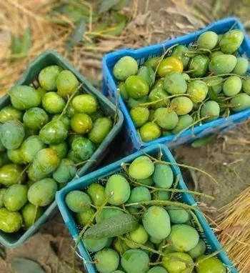 আম বিক্রি