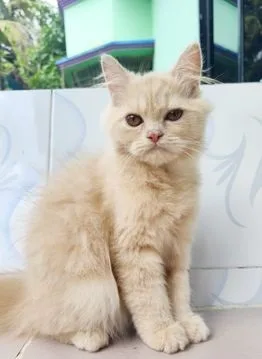 Persian kittens