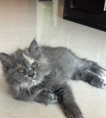 Persian kitten