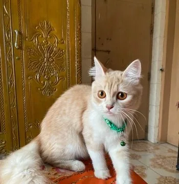 Persian Cat Female