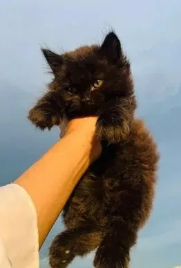 Persian Male Female Cat