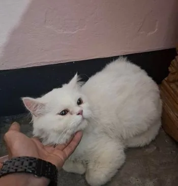 Male Persian Cat