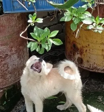 Japanis Spitz