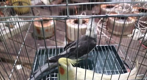ককাটেল