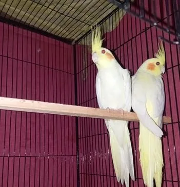 ককাটেল পাখি