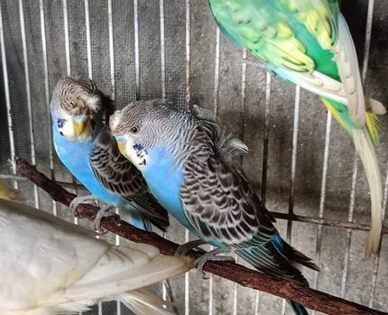 Adult jp 2 males