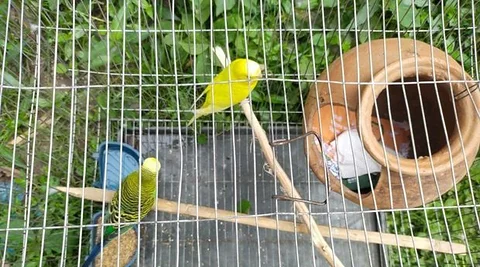 Budgerigars