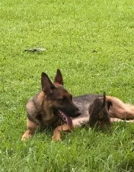German Shephard