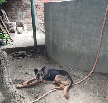 German shepherd
