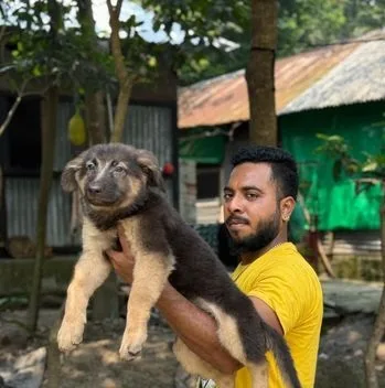 German Shepherd