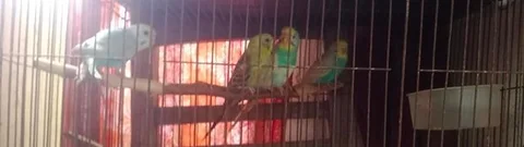 পাখি বিক্রয়