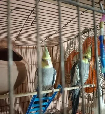 একজোড়া এডাল্ট ককাটেল পাখি