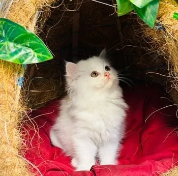 Traditional Persian