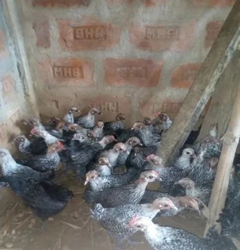 মুরগির বাচ্চা