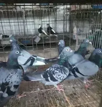 সিংগেল নর কবুতর