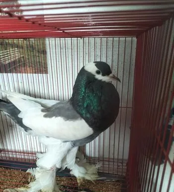 Running pigeon