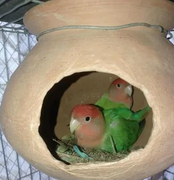 লাভ বার্ড রানিং পাখি