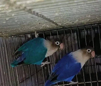 লাভ বার্ড পাখি