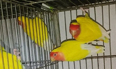 লাভ বার্ড পাখি