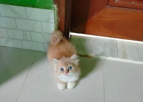 Persian kitten
