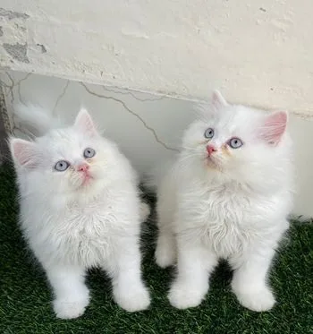 Persian Male Kitten