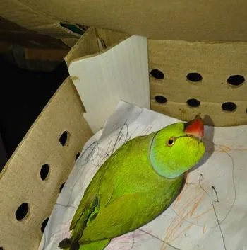 ইন্ডিয়ান রিংনেক টিয়া