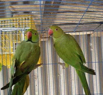 ইন্ডিয়ান রিংনেক টিয়া পাখি