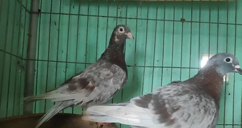 কবুতর সেল