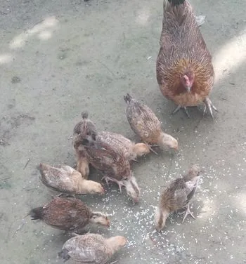 একটি দেশি মুরগি বাচ্চা