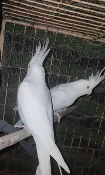 Cokatiel bird sell
