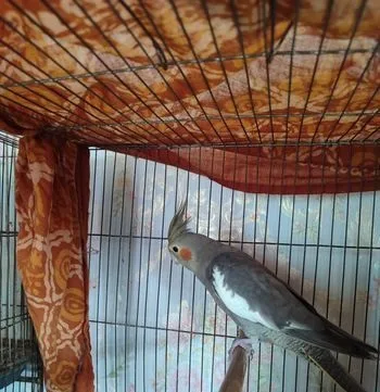 Cockatiel Bird