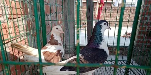 কবুতর