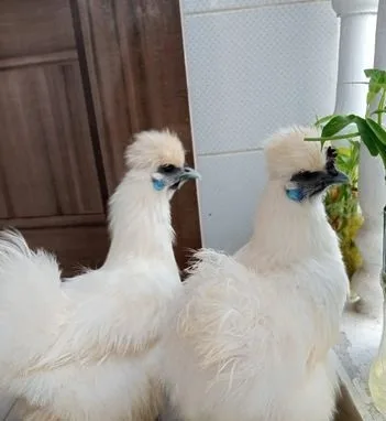 সিল্কি মুরগি