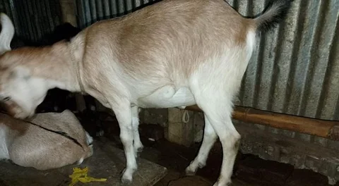 ছাগল