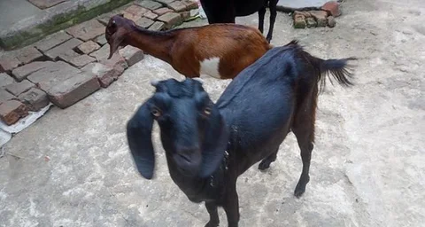 ছাগল