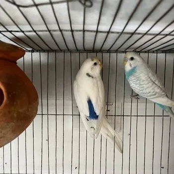 Budgerigar Bajrigar